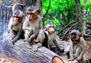 CAN GIO - Monkey Island