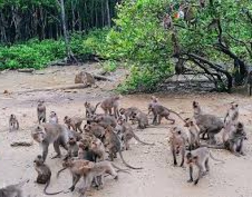CAN GIO - Monkey Island